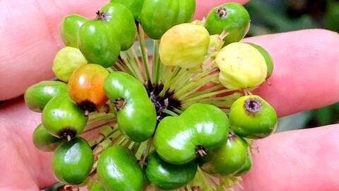 Sâm Lai Châu: Nhiều tiềm năng và triển vọng phát triển